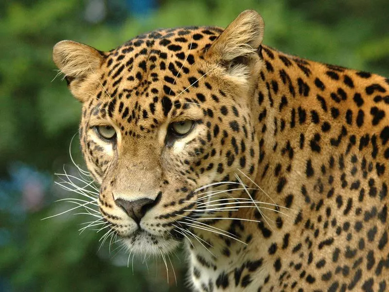 Rare animals: Amur Leopard