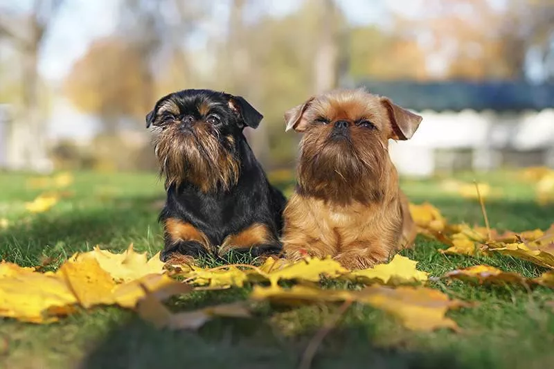 Brussels Griffon dogs