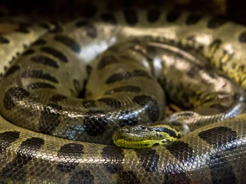 Green anaconda snake