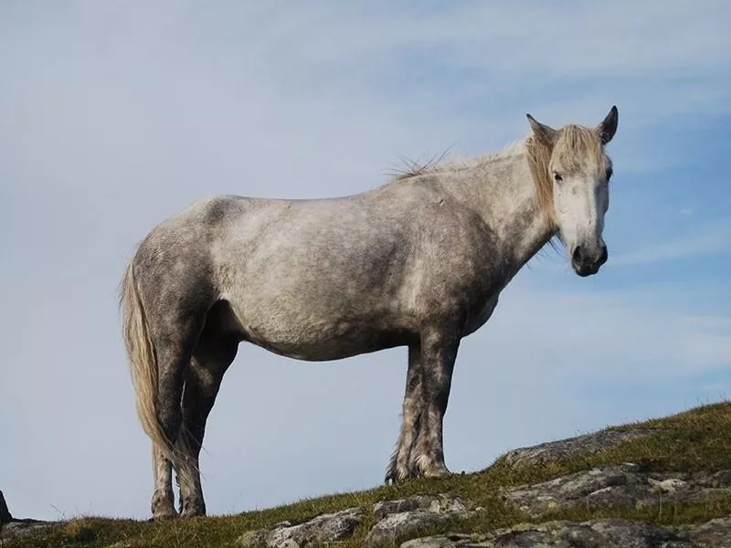 Eriskay Pony