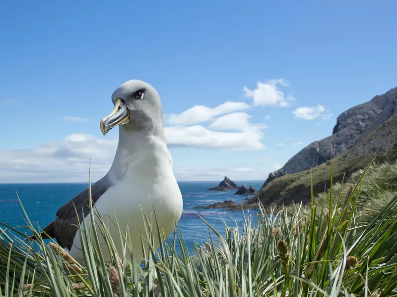 Albatross