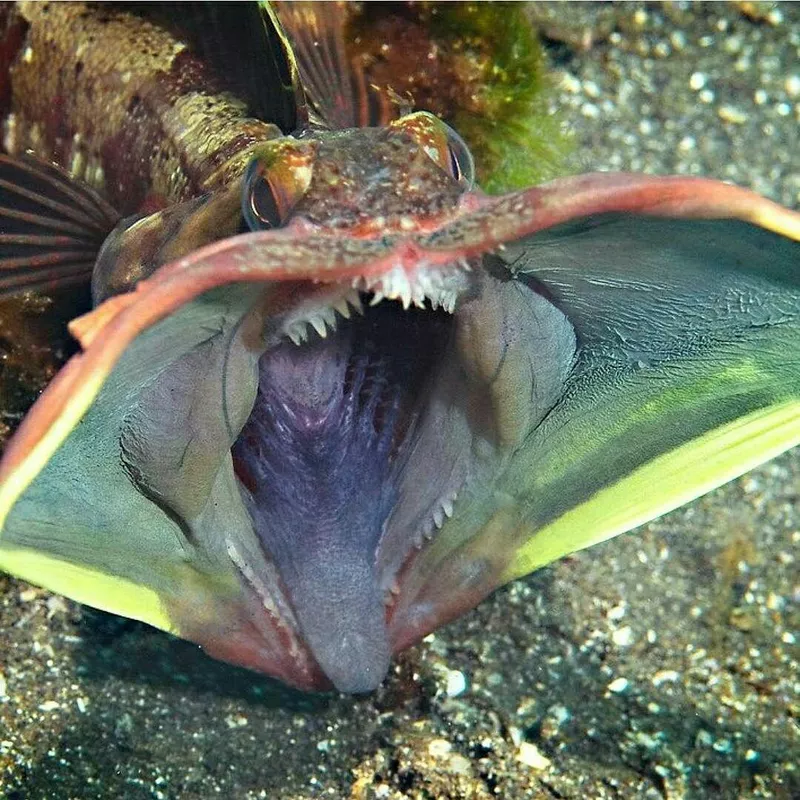 Sarcastic Fringehead with open mouth