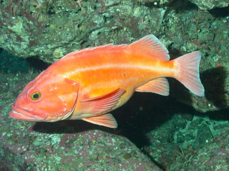 Rougheye Rockfish