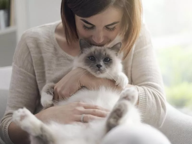 Birman cat