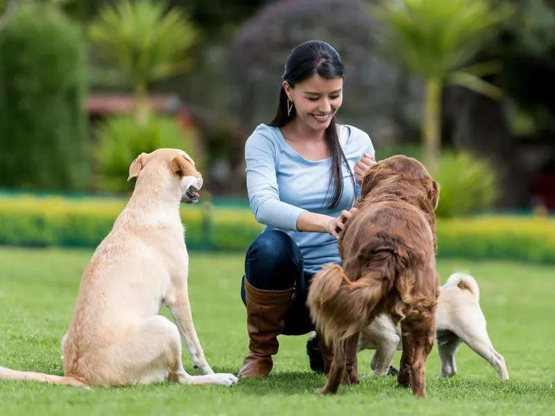 Women training three dogs