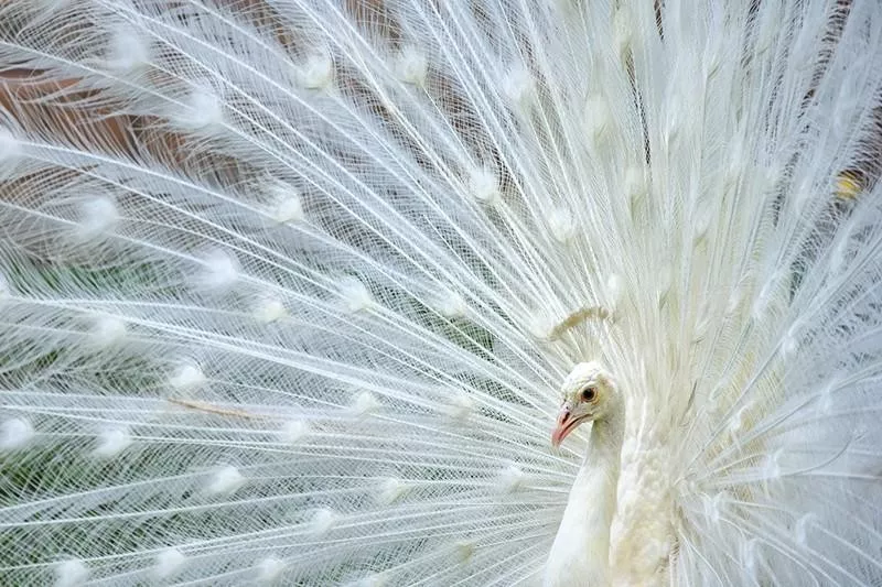 White Peacock