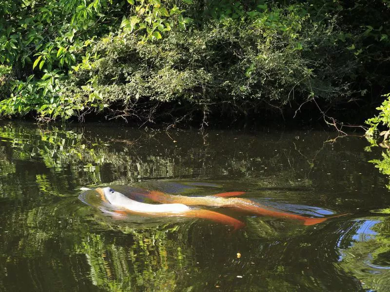 River dolphins in Bolivia