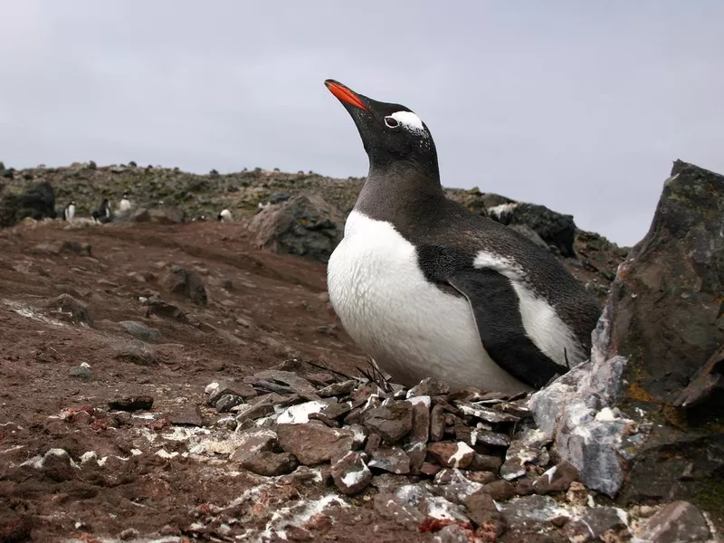 Penguin sitting down