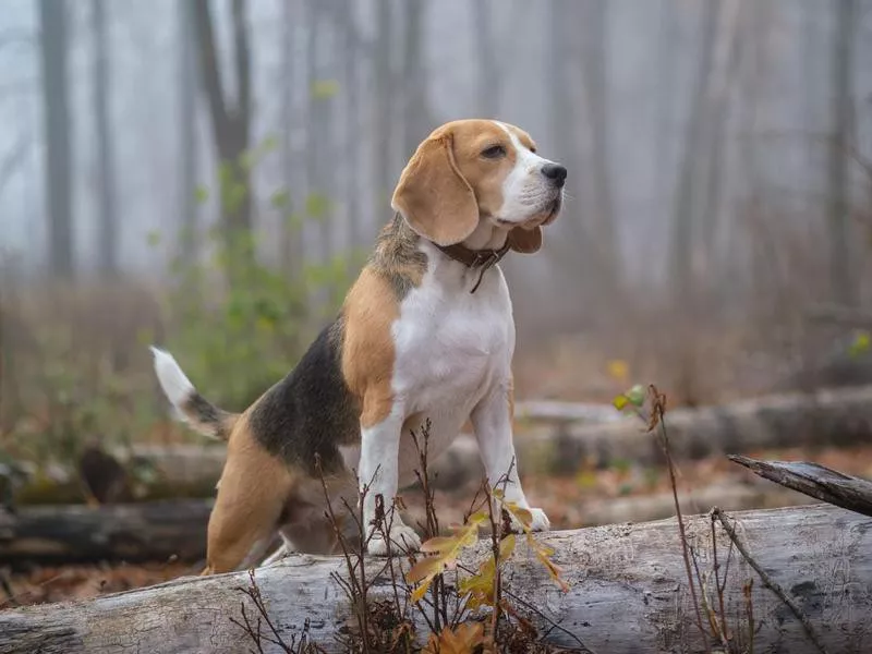 Beagle