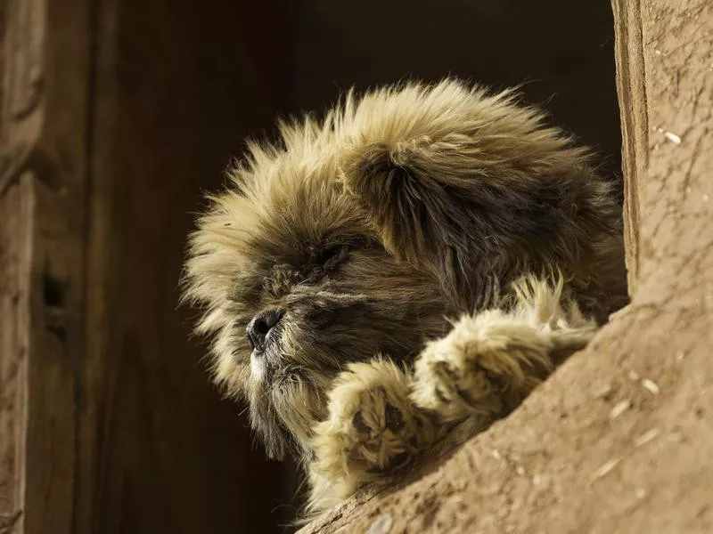 affenpinscher