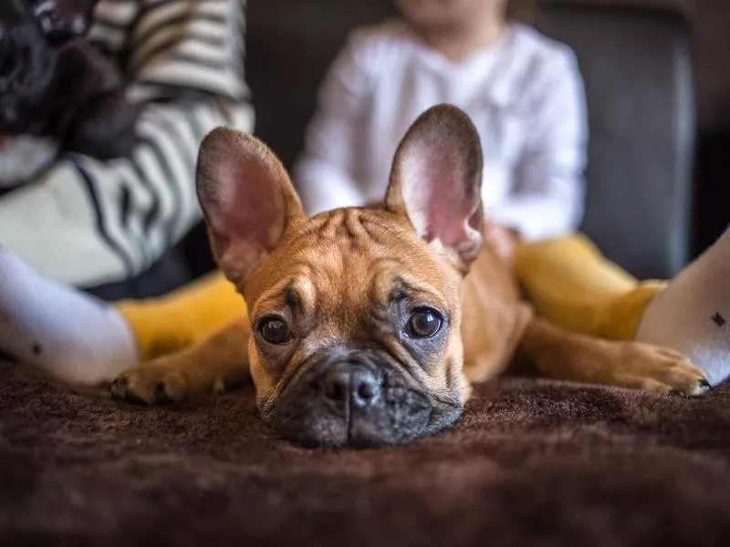 French bulldogs don't shed much