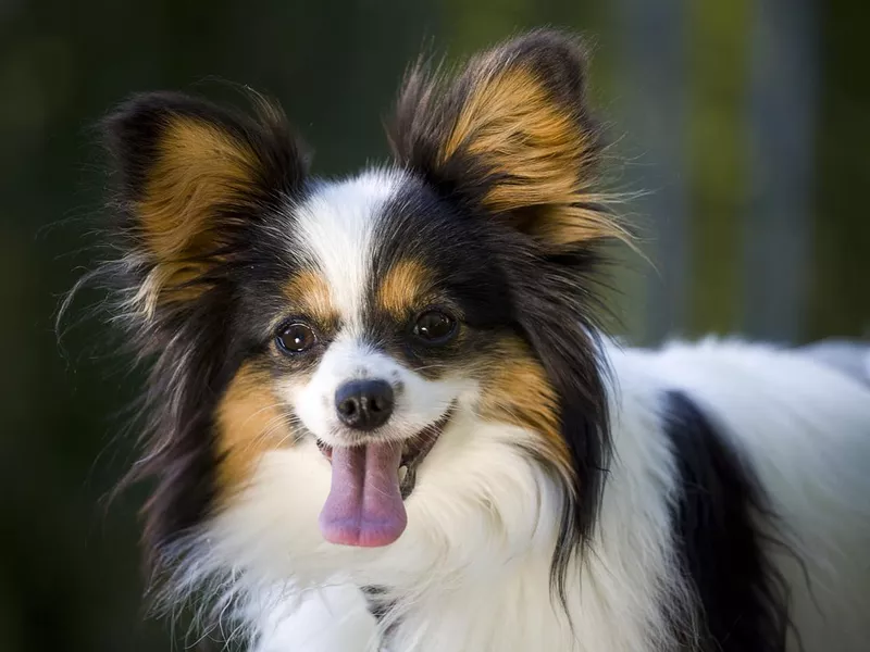 Papillon dog