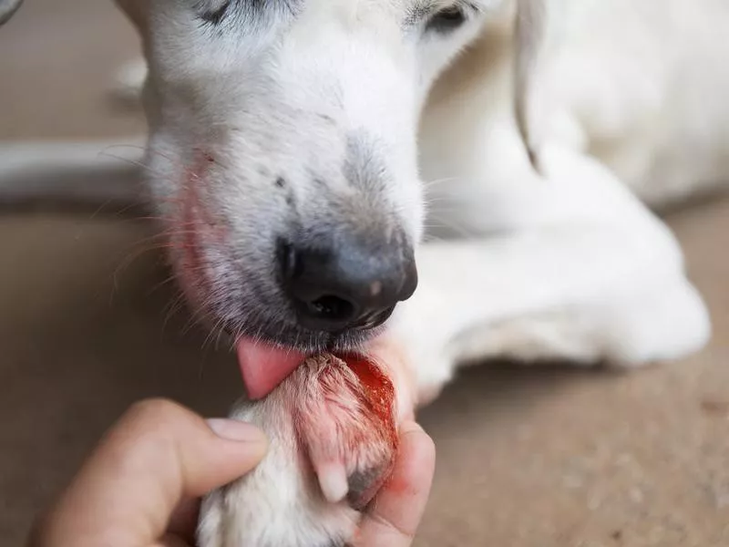 It’s Good for a Dog to Lick Their Wounds