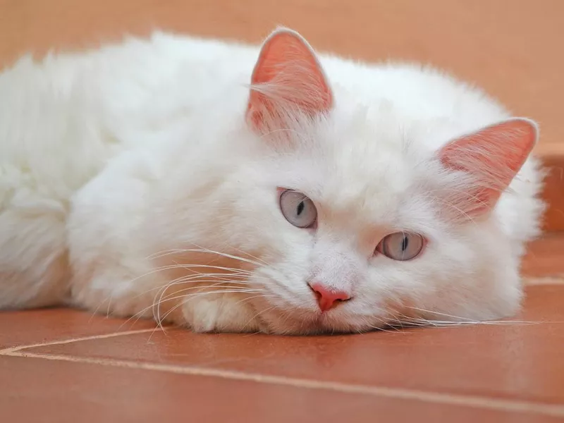 Turkish Angora