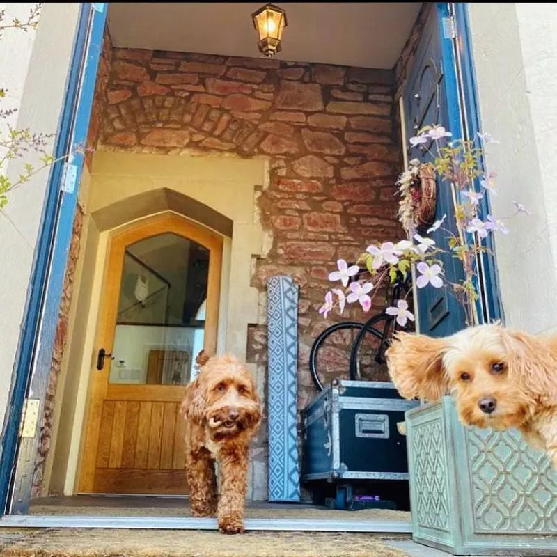 Cockapoo photobomb