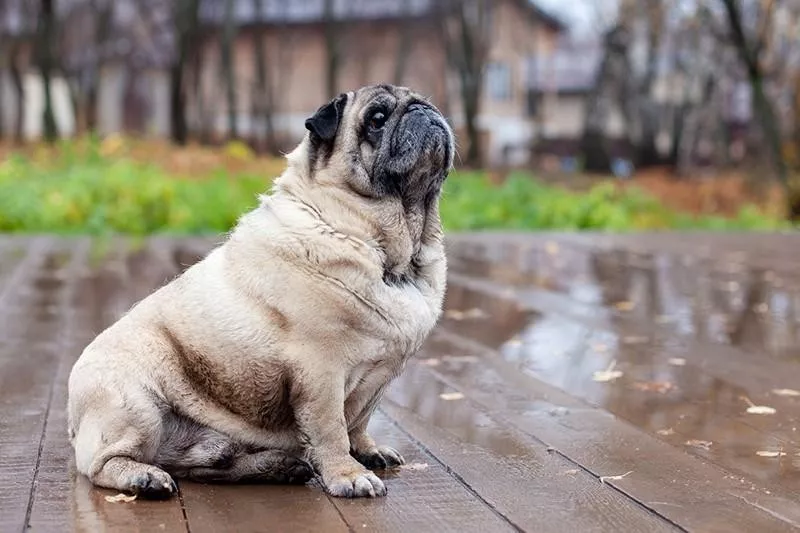 old pug outside