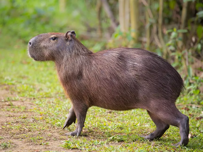 Capybara