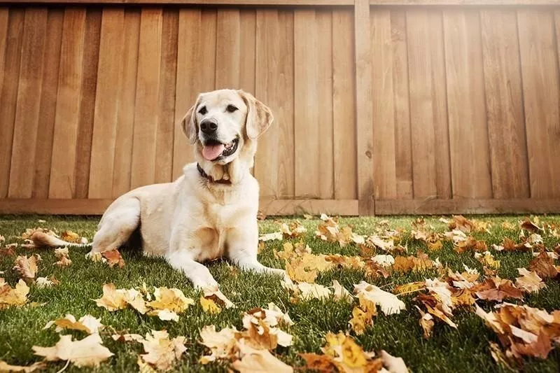 Labrador Retriever