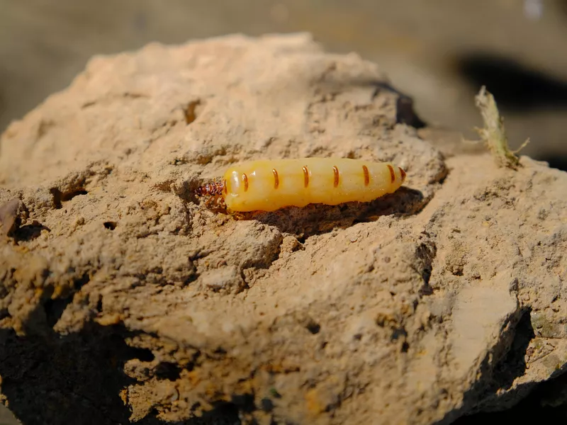 Queen Termite