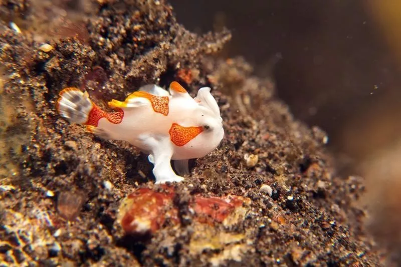 Juvenile Frogfish