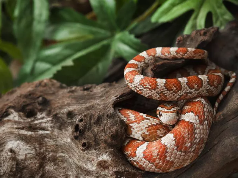 Pet Corn Snake