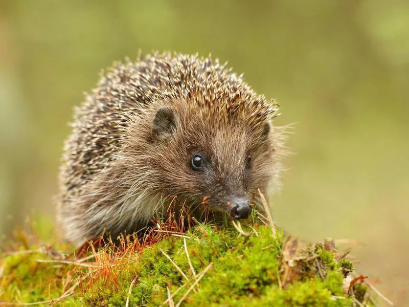 Hedgehog