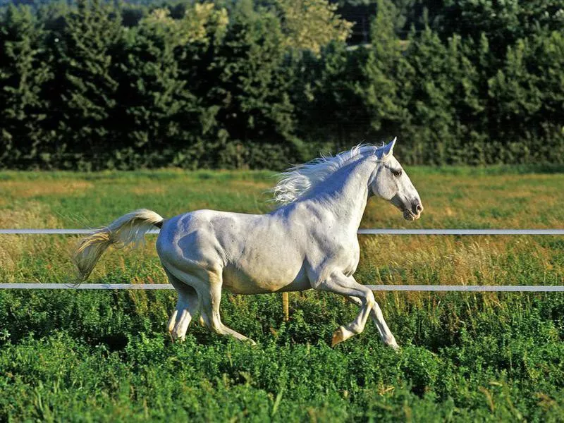 Lipizzaner