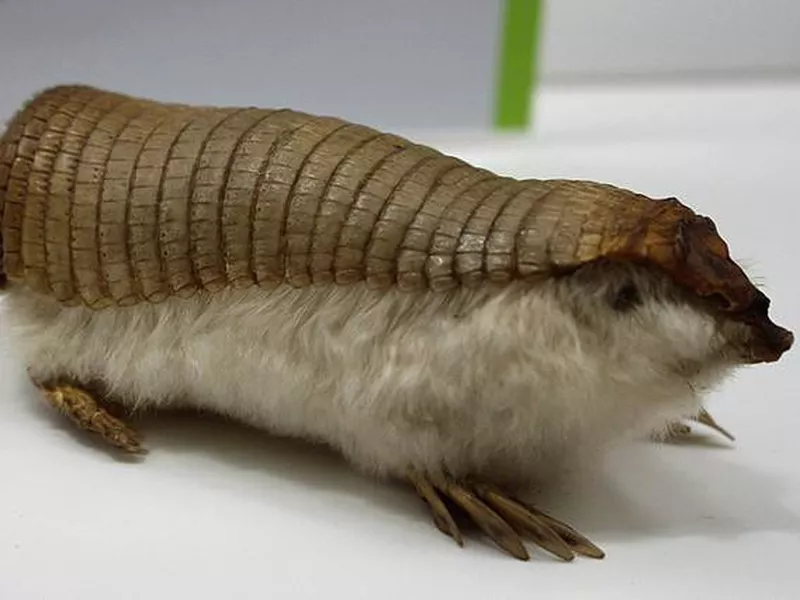 Pink Fairy Armadillo