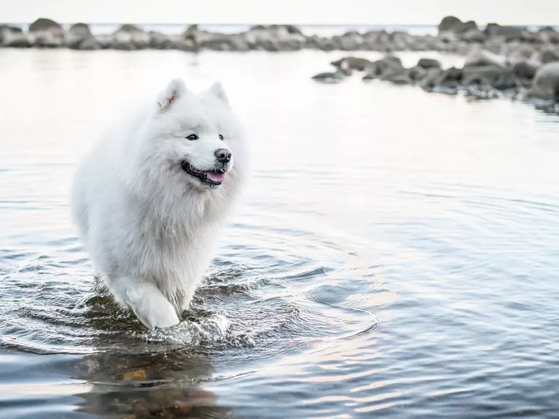 Beautiful Samoyed dog walking