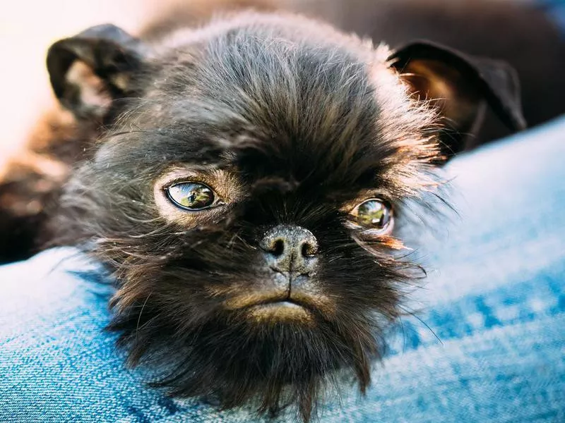 Brussels griffon