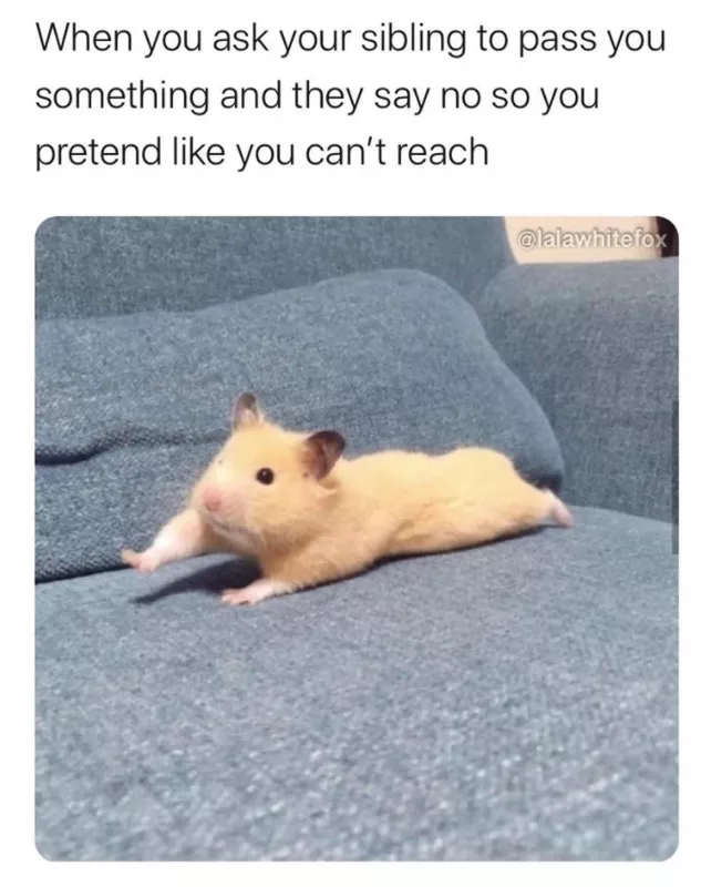 Funny hamster meme