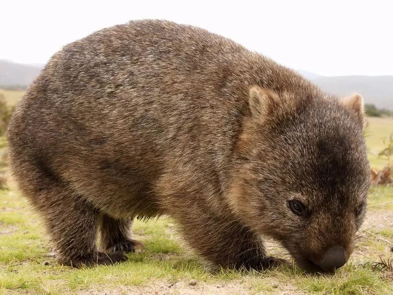 Wombat