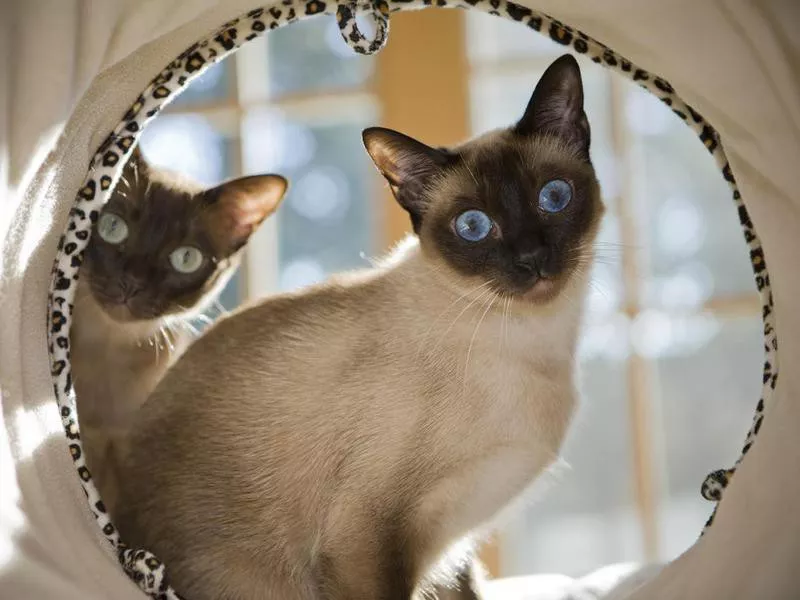 Siamese cat