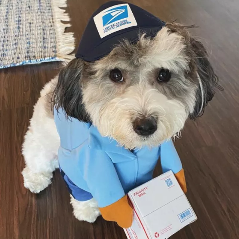 u.s. mail carrier dog costume