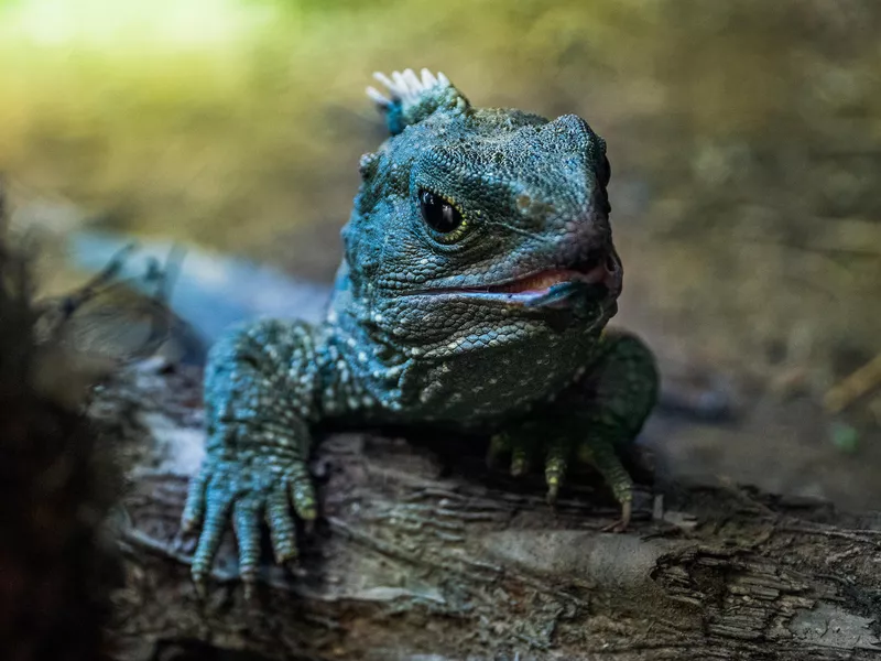 Tuatara