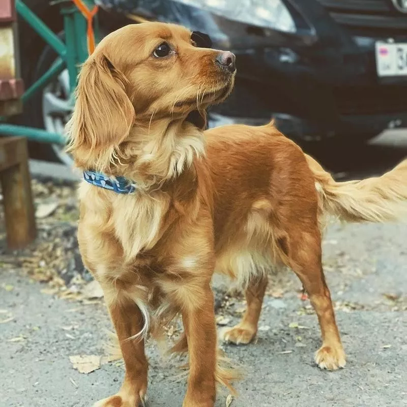 Golden Cocker Retriever