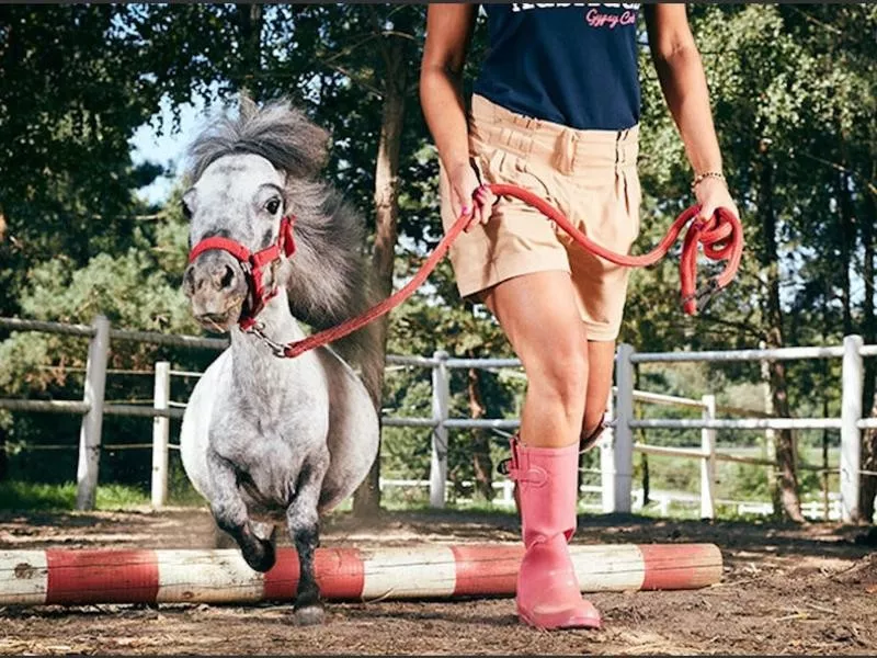 The Shortest Living Horse