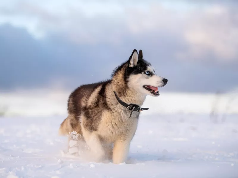 black and white siberian husky