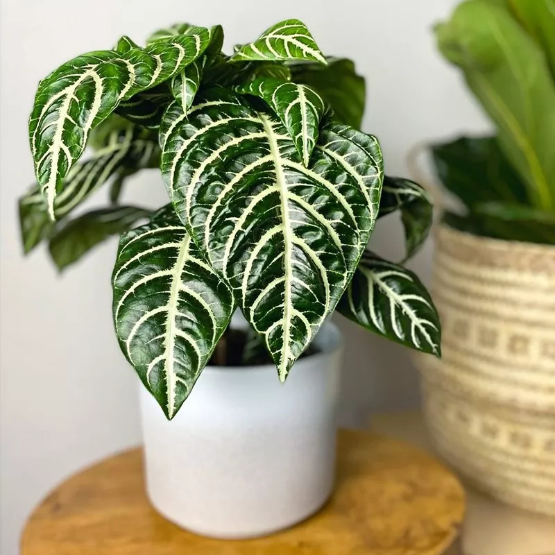 Zebra Plant