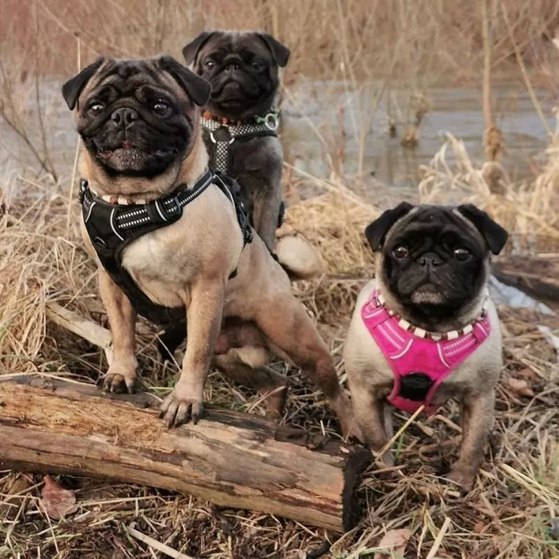 group of pugs