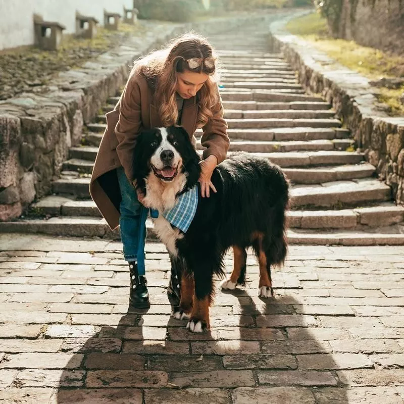 Bernese Mountain Dog