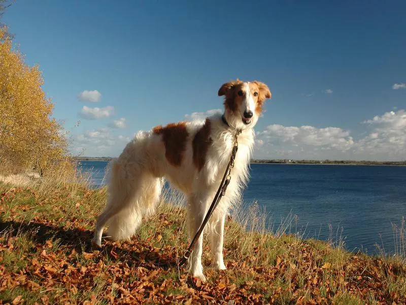 Borzoi