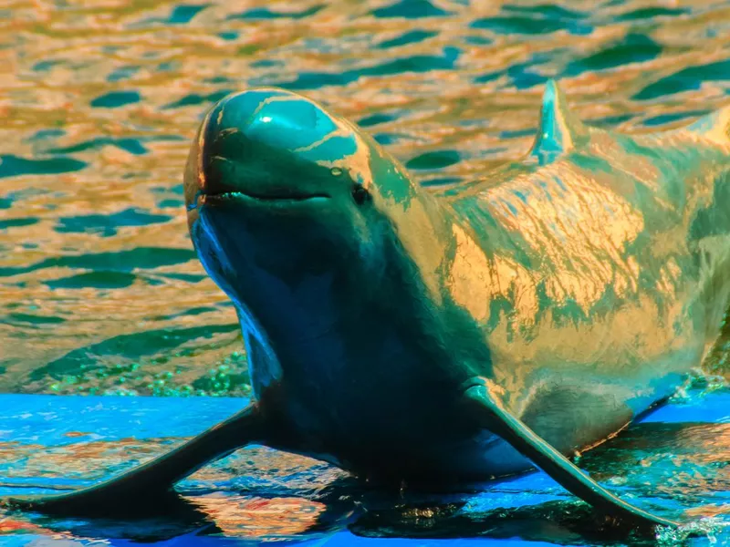 Cute Irrawaddy dolphin (Orcaella brevirostris) is floating in the water and jumping to dancing on the board in the dolphin shows.