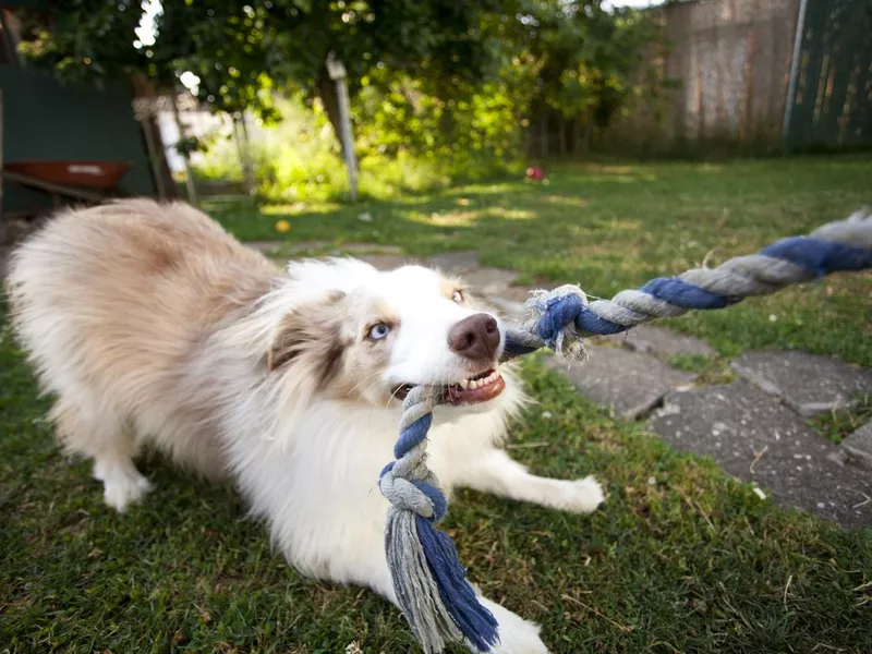 Picture of a puppy tugging on a rope