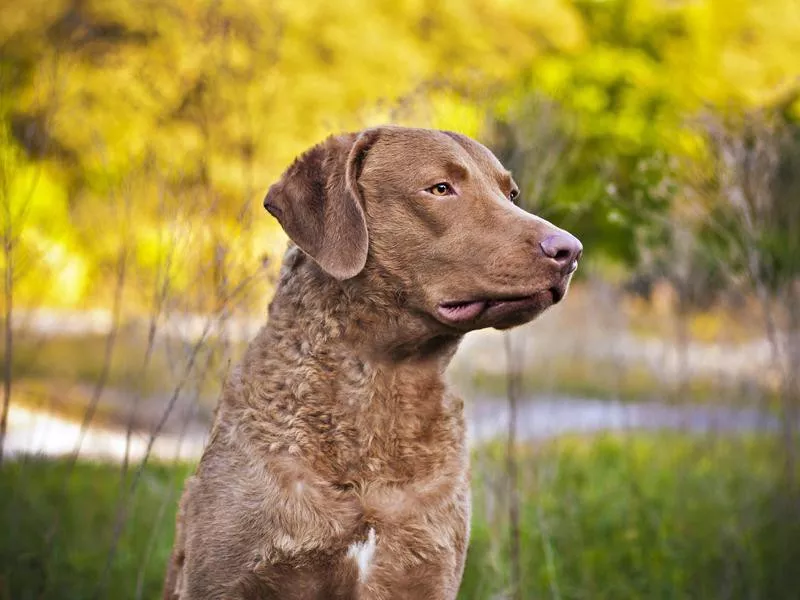 Chesapeake Bay Retriever