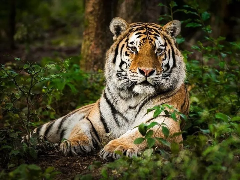 siberian tiger