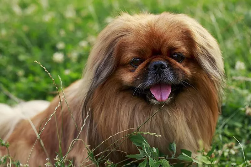 Pekingese dog in the grass