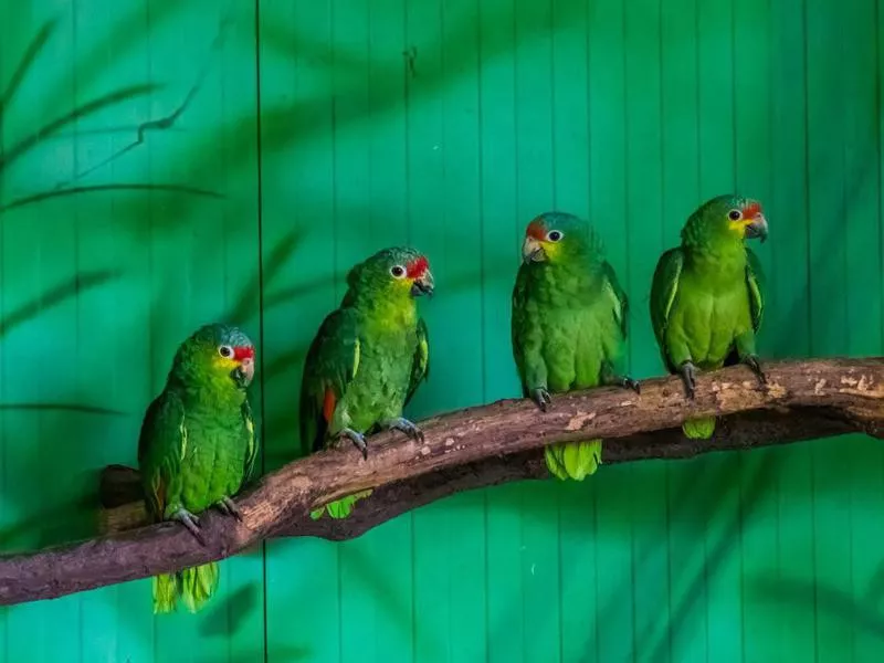 Red Lored Amazon