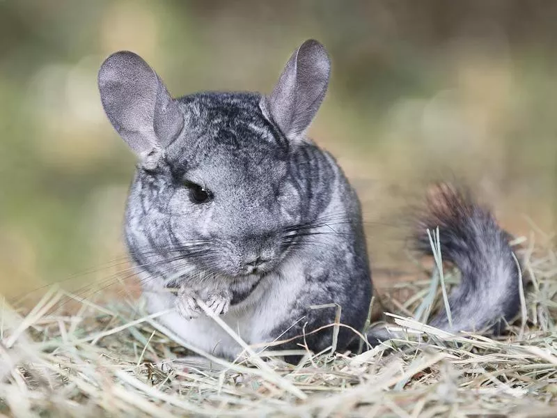 Grey chinchilla