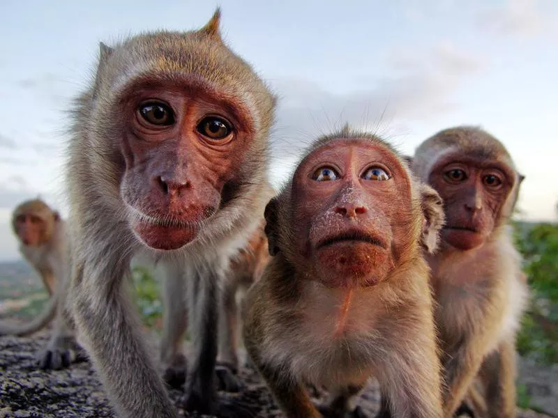 Monkey family